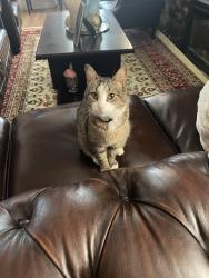 Lost Female Cat last seen Around bar, New Brunswick, NJ 08901