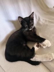 Lost Male Cat last seen may be near thompson lane, Tyler, TX 75704
