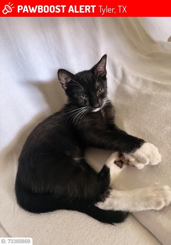 Lost Male Cat last seen may be near thompson lane, Tyler, TX 75704