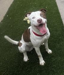 Lost Male Dog last seen University Ave, San Diego, CA 92106