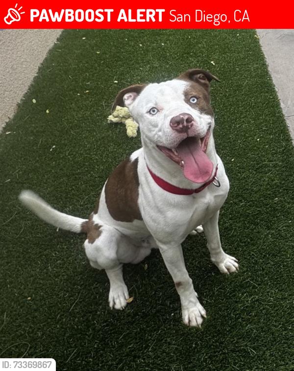 Lost Male Dog last seen University Ave, San Diego, CA 92106