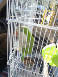 Found/Stray Unknown Bird last seen 130th and 3rd NW 98177, Seattle, WA 98113