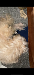 Lost Female Dog last seen Near Iola st Aurora co, Denver, CO 80206