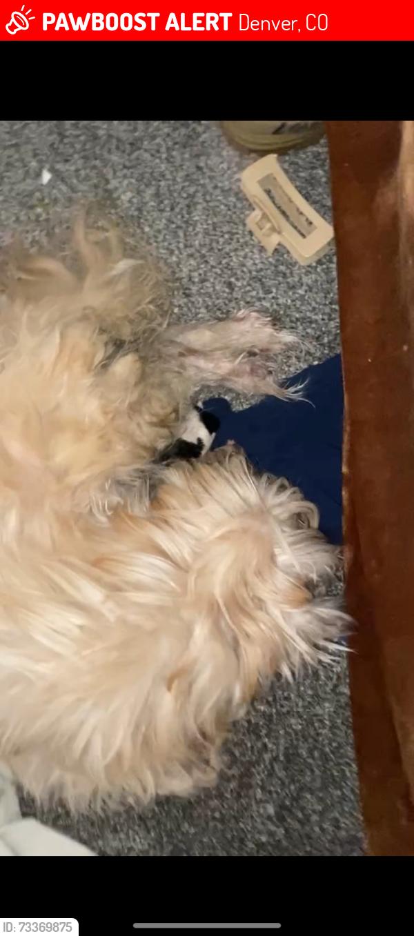 Lost Female Dog last seen Near Iola st Aurora co, Denver, CO 80206