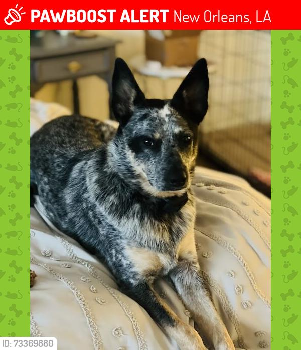 Lost Male Dog last seen Napoleon and Saint Charles, New Orleans, LA 70115
