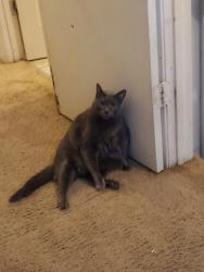 Lost Male Cat last seen N Walnut Street & NE 73rd Street & NOAK, Kansas City, MO 64118