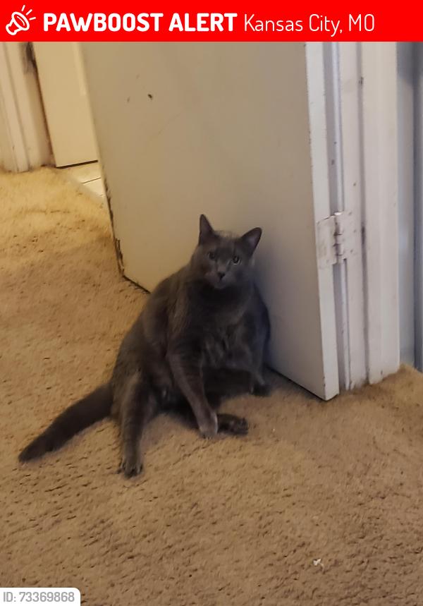 Lost Male Cat last seen N Walnut Street & NE 73rd Street & NOAK, Kansas City, MO 64118