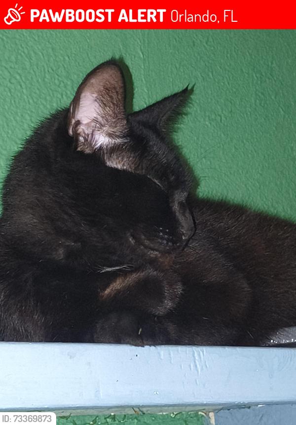 Lost Male Cat last seen Near UP Orlando, Orlando, FL 32806