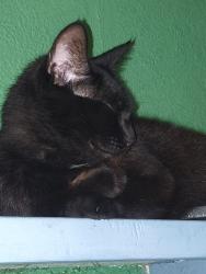Lost Male Cat last seen Near UP Orlando, Orlando, FL 32806