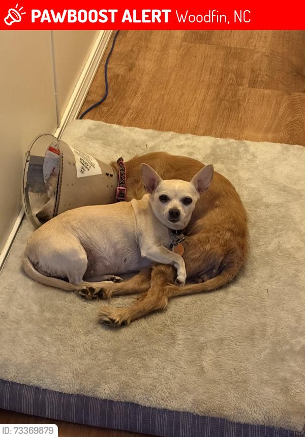 Lost Male Dog last seen Mulberry Street woodfin NC, Woodfin, NC 28804