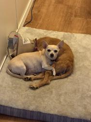 Lost Male Dog last seen Mulberry Street woodfin NC, Woodfin, NC 28804