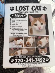 Lost Male Cat last seen W Geddes ave and s independence st, Littleton, CO 80123