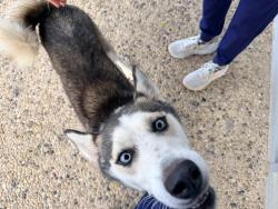 Found/Stray Female Dog last seen Near n main, San Angelo, TX 76903