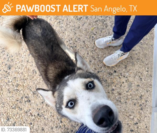 Found/Stray Female Dog last seen Near n main, San Angelo, TX 76903