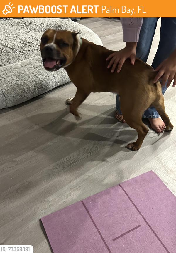 Found/Stray Male Dog last seen San Filippo and Union St, Palm Bay, FL 32909