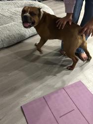 Found/Stray Male Dog last seen San Filippo and Union St, Palm Bay, FL 32909