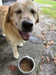 Found/Stray Male Dog last seen Piney green volunteer fire department, Piney Green, NC 28544