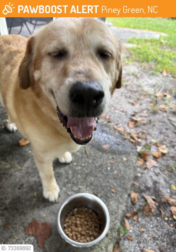 Found/Stray Male Dog last seen Piney green volunteer fire department, Piney Green, NC 28544
