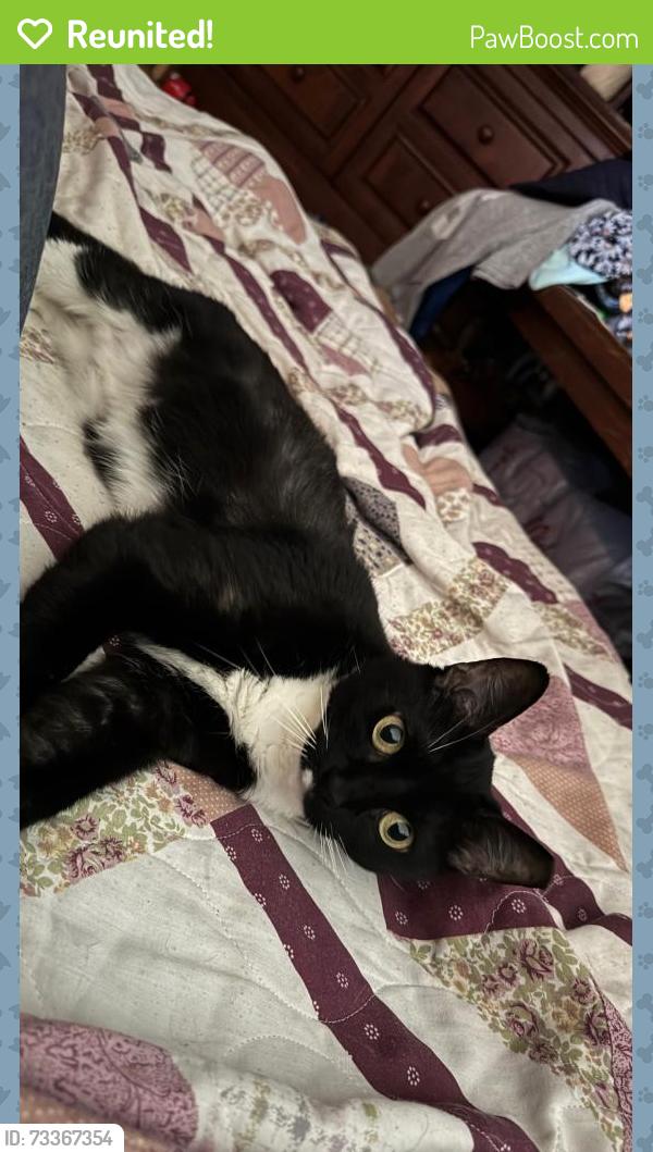 Reunited Female Cat last seen puckett road, Dade City, FL 33525