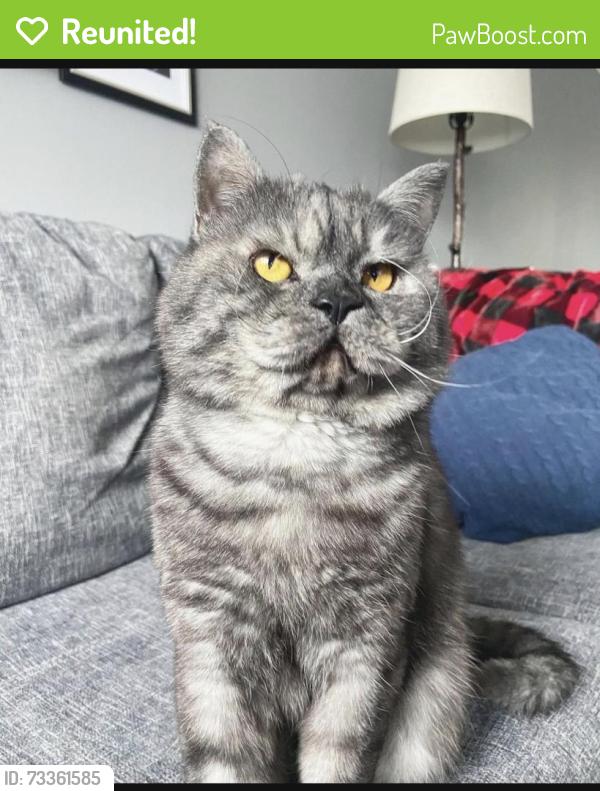 Reunited Male Cat last seen Dundas st, London, ON N5W 4S7