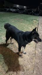 Found/Stray Male Dog last seen At the back of the Alp’s near the mailboxes, field area., Cleburne, TX 76031