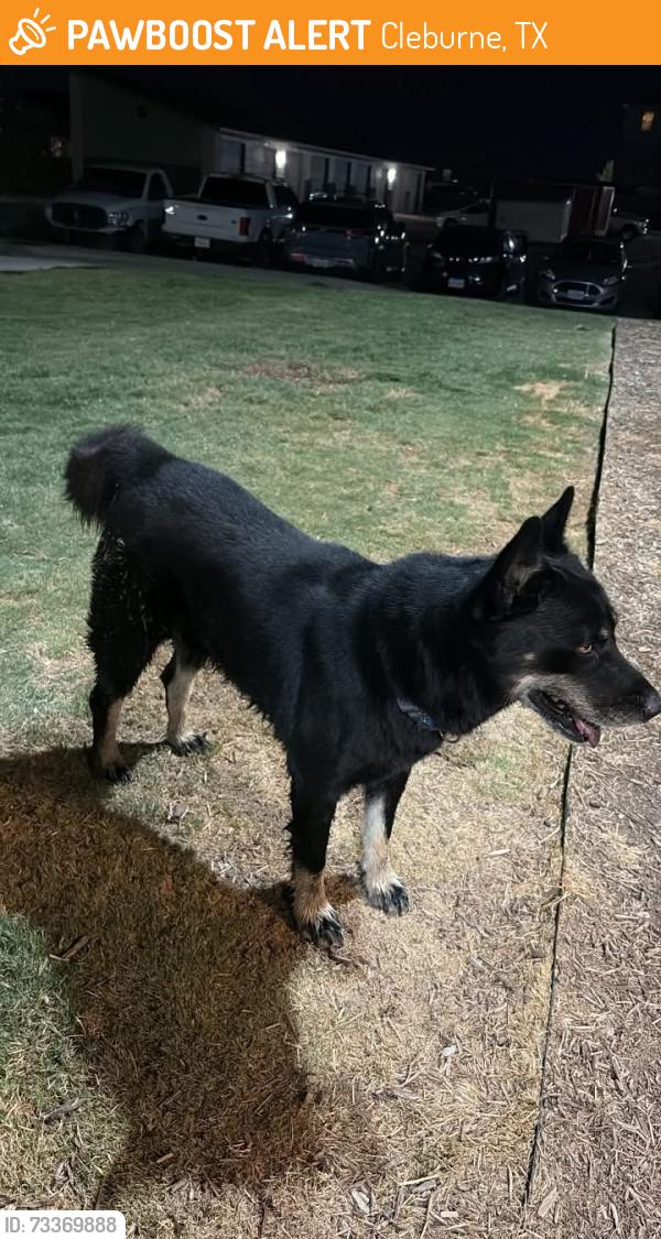 Found/Stray Male Dog last seen At the back of the Alp’s near the mailboxes, field area., Cleburne, TX 76031