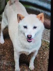 Lost Female Dog last seen Baymont by Wyndham, Harrisburg, PA 17112