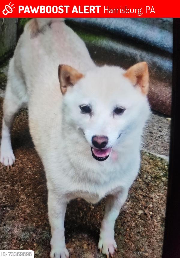Lost Female Dog last seen Baymont by Wyndham, Harrisburg, PA 17112