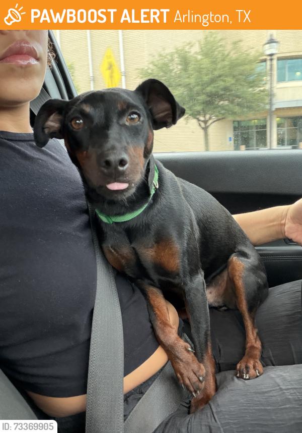 Found/Stray Male Dog last seen Mitchell and highland, Arlington, TX 76010