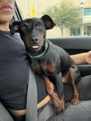 Found/Stray Male Dog last seen Mitchell and highland, Arlington, TX 76010