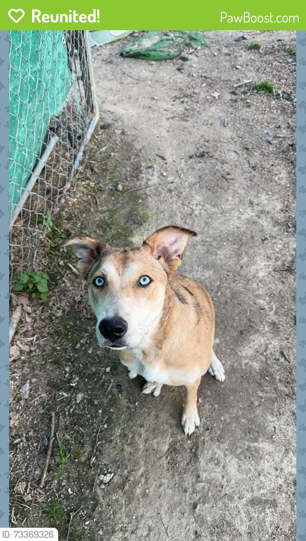Reunited Female Dog last seen walls elementary, Walls, MS 38680