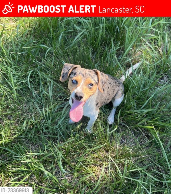 Lost Male Dog last seen Activity rd, Lancaster, SC 29720