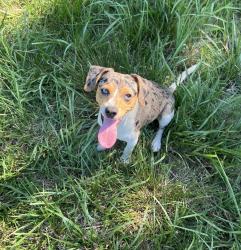 Lost Male Dog last seen Activity rd, Lancaster, SC 29720