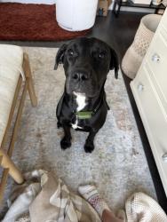 Found/Stray Female Dog last seen The fairgrounds nashville, Nashville, TN 37210