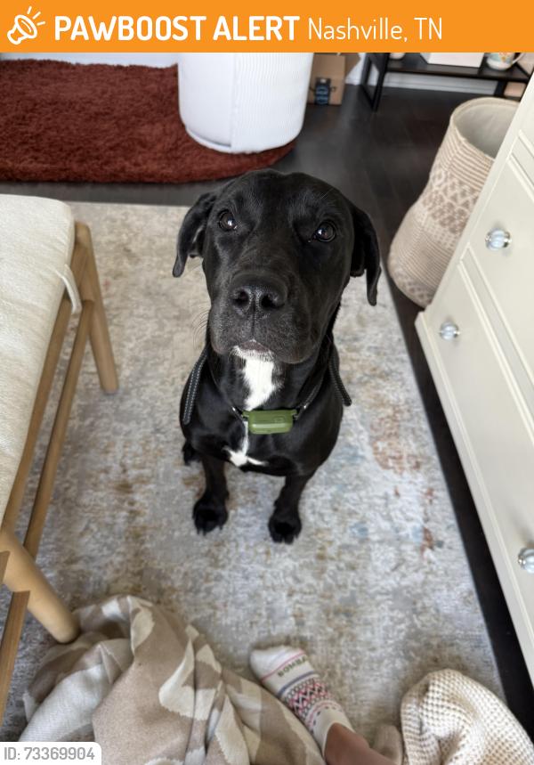 Found/Stray Female Dog last seen The fairgrounds nashville, Nashville, TN 37210