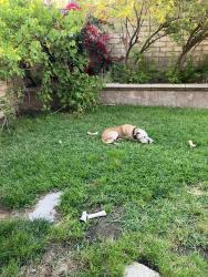 Lost Male Dog last seen Burning Tree Drive, Destin, FL 32541