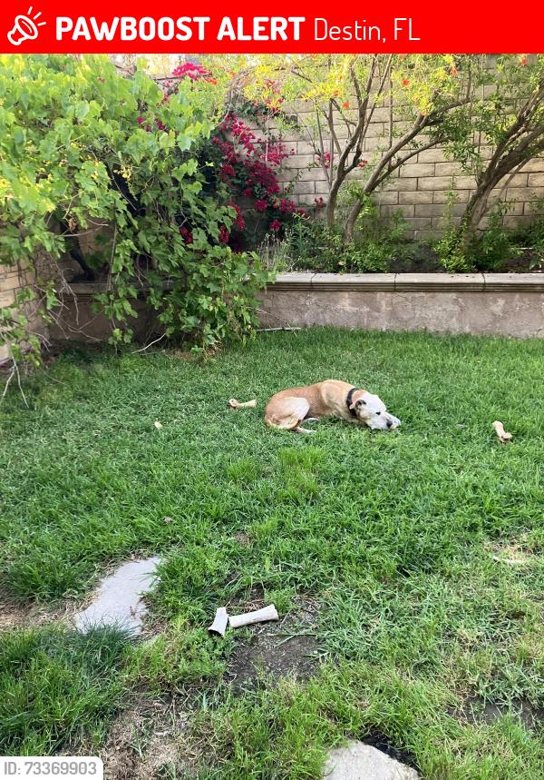 Lost Male Dog last seen Burning Tree Drive, Destin, FL 32541