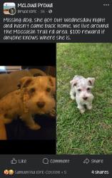 Lost Female Dog last seen On moccasin trail about ¾th's of s mile before it reaches hazel dell to go into mcloud., McLoud, OK 74851