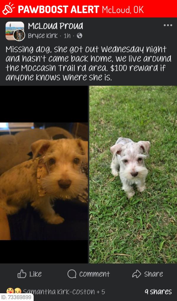Lost Female Dog last seen On moccasin trail about ¾th's of s mile before it reaches hazel dell to go into mcloud., McLoud, OK 74851