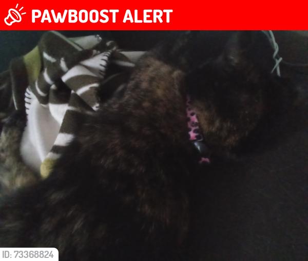 Lost Female Cat last seen Shirland Road, Greater London, England 