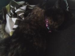 Lost Female Cat last seen Shirland Road, Greater London, England 