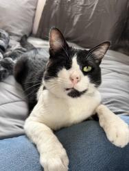 Lost Male Cat last seen Near Sunnybrook Ct, Campbell, CA 95008