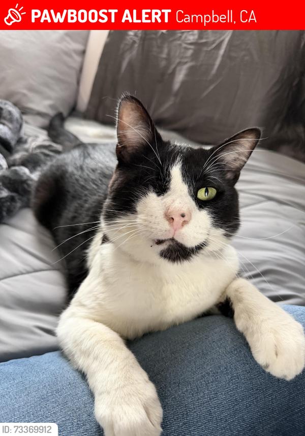 Lost Male Cat last seen Near Sunnybrook Ct, Campbell, CA 95008