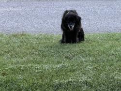 Found/Stray Unknown Dog last seen Clematis and Sussex, Nashville, TN 37205