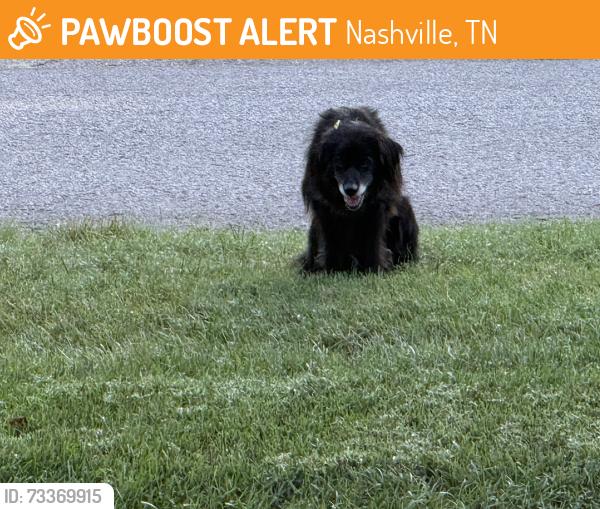 Found/Stray Unknown Dog last seen Clematis and Sussex, Nashville, TN 37205