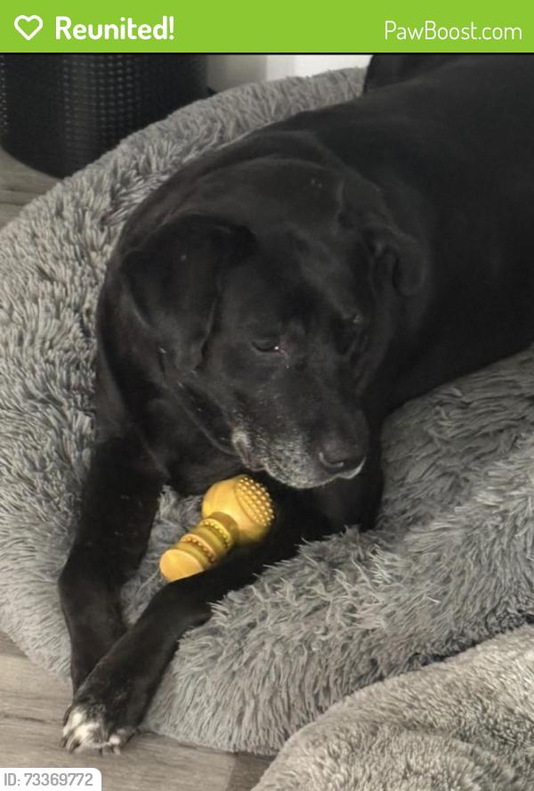 Reunited Male Dog last seen Bent pine st/ Forest Run (Wickham Forest), Melbourne, FL 32935