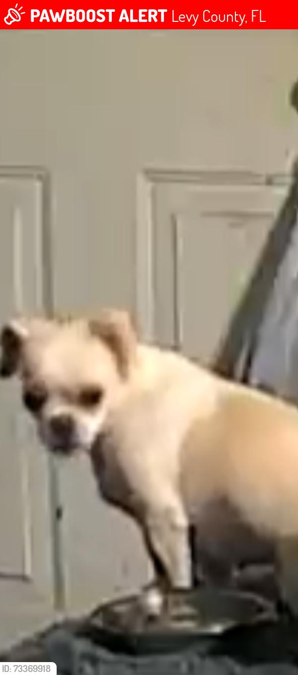 Lost Female Dog last seen NE 106TH COURT and NE 124th Ave, Levy County, FL 32621