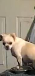Lost Female Dog last seen NE 106TH COURT and NE 124th Ave, Levy County, FL 32621