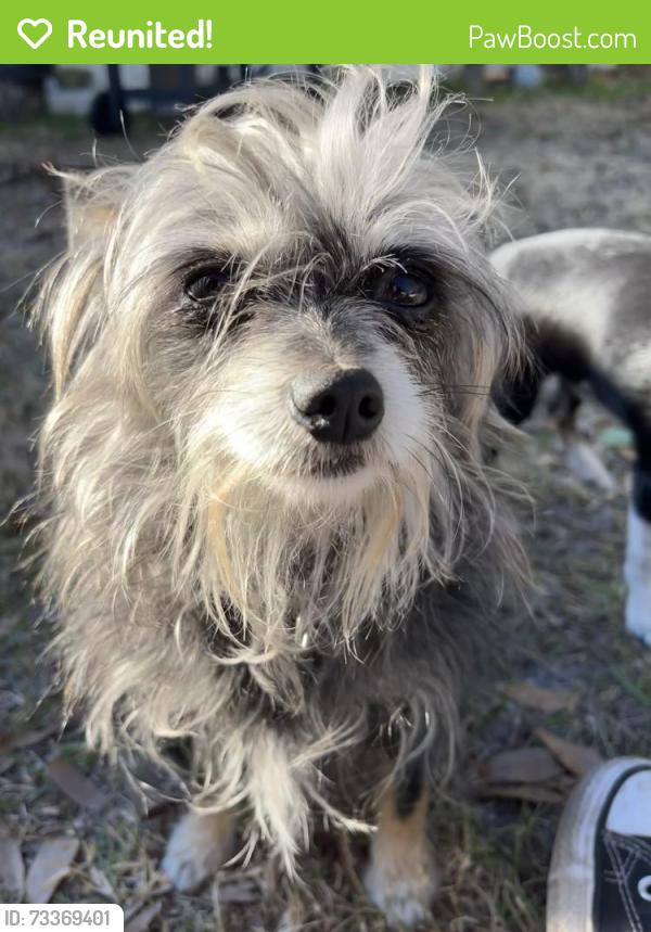 Reunited Female Dog last seen W Walnut St, Lakeland, FL 33815