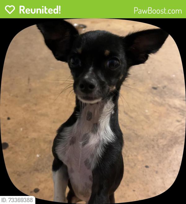 Reunited Male Dog last seen W Walnut street, Lakeland, FL 33815